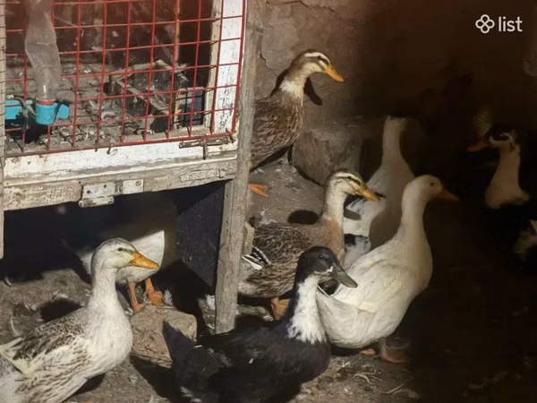 Ducks — Armenia