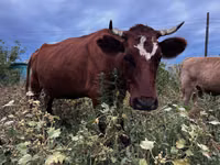 Cow, Cattle — photo 3