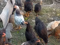 Chickens — ছবি 1
