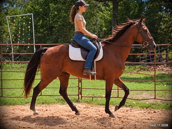 घोड़ी, Standardbred