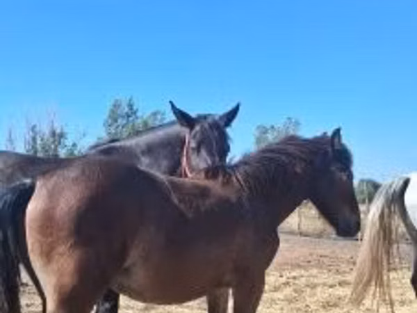 Horse (M), Horses — Hungary