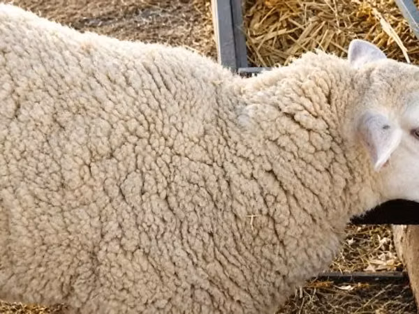 Biri-biri betina, British  Milksheep