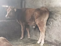 Toro, Ganado vacuno — foto 3