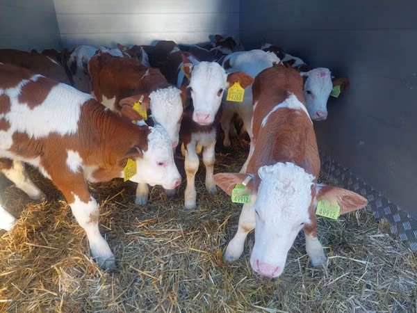 सांड, Simmental cattle — पोलैंड