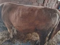 Lo’, Simmental cattle — sawirka 5