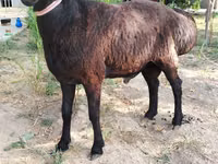 Ram, Sheep — photo 3