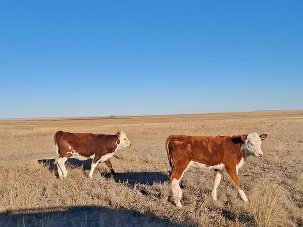 Cattle (batch, sex not specified), Hereford