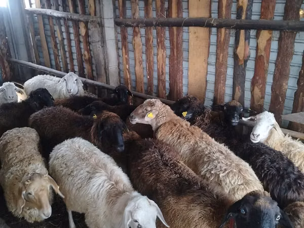 Sheep, Sheep — Kazakhstan