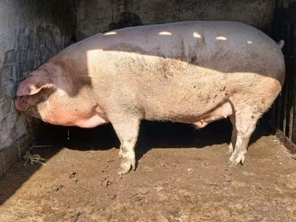 Boar, Pigs — Hungary