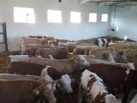 گاو نر, Simmental cattle — عکس 3