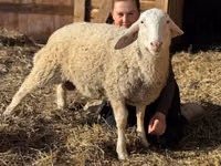 Owce (partia, płeć nieokreślona), Assaf sheep — zdjęcie 1