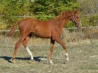 Cavallo, Kisber felver — foto 2