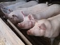Scrofa — foto 2