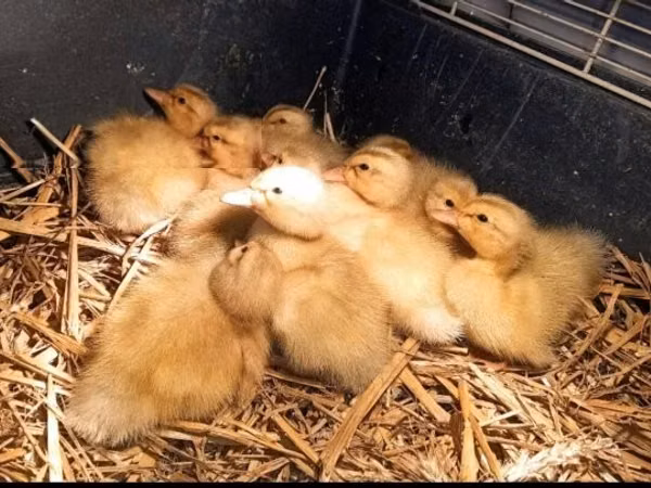 Ducks — مجارستان