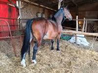 Kuda betina, Horses — foto 6