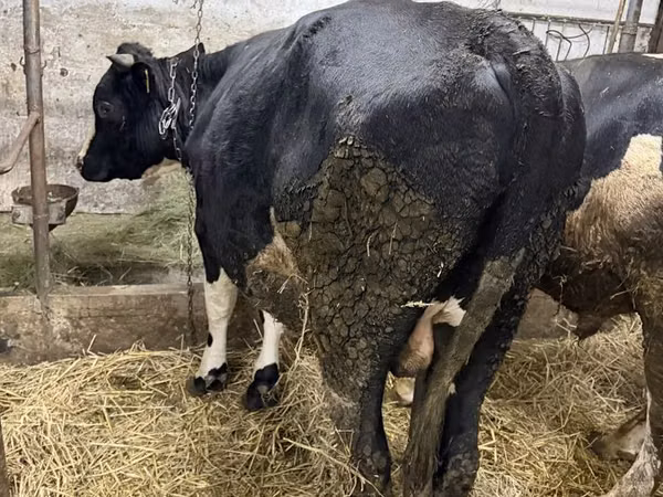 Bull, Russian Black pied cattle — Poland