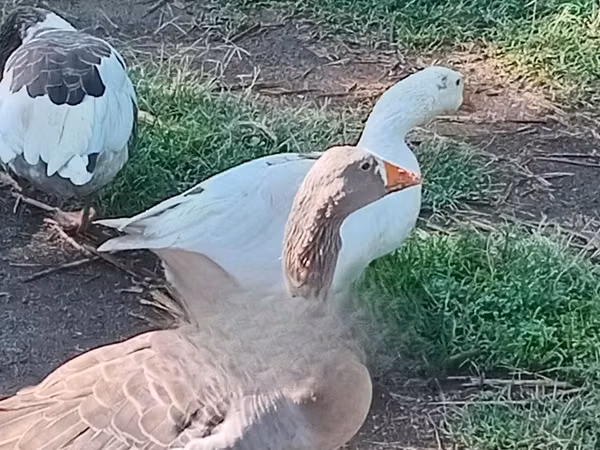 Geese