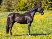 Kuda jantan, Horses — foto 2