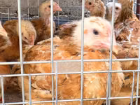 Chickens — ছবি 3