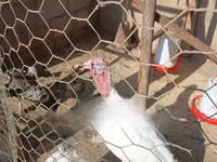 Turkeys — 사진 4