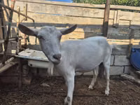 Буз, Saanen goat — акс 1