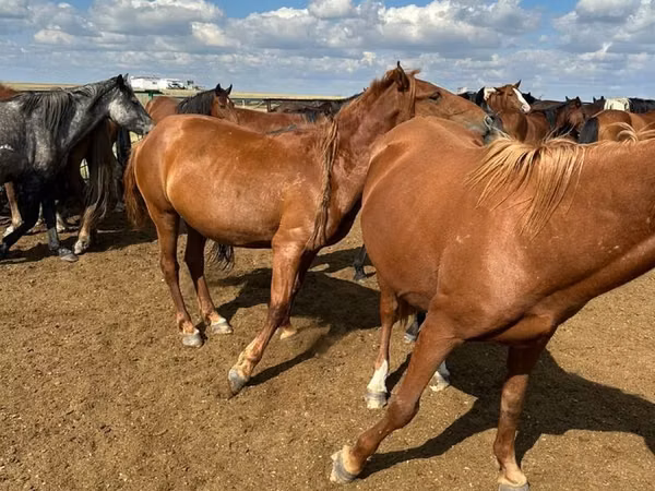 Mare, Horse breed — Kazakhstan