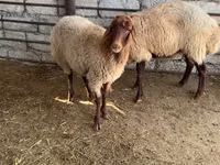 Schaap, Schapen — foto 1