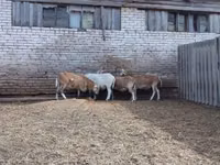 Хуц, Katum sheep — 3 зураг
