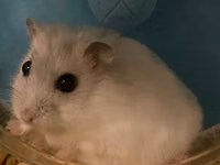 Cırtdan hamster və tam dəst qəfəs Məhsul təsviri: - Növ: cırtdan — fotografija 2