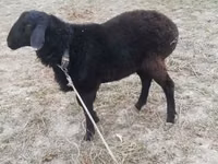 Ram, Sheep — photo 3