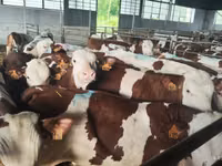 公牛, Simmental cattle — 照片 3