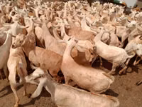 山羊（批次，未指定性别）, Somali goats — 照片 3