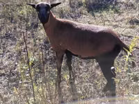 میش, Cameroon sheep — عکس 1
