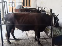 सांड, मवेशी — फ़ोटो 7