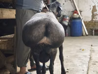 Koç, Koyunlar — foto 4