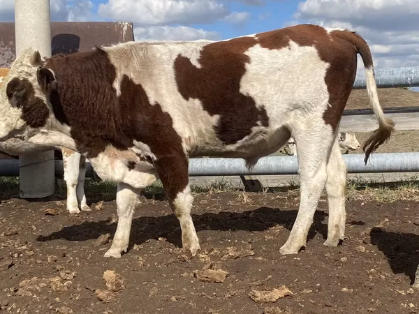 Bull, Simmental cattle — Kazakhstan