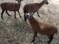 Ram, Cameroon sheep — photo 1