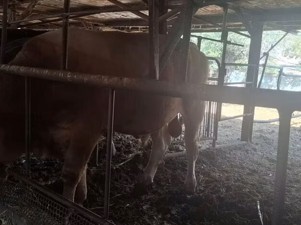 Bull, Cattle — Kyrgyzstan