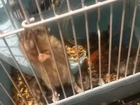 7 Hamster + qəfəs dəsti - Növbənöv xırda gəmirici üçün uyğun hamster — फ़ोटो 3