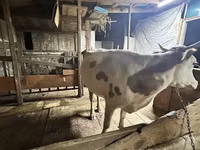 Vaca, Raza Alatau — foto 5