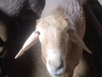 Ram, Arashan sheep — photo 1