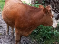 Cow, Cattle — photo 3