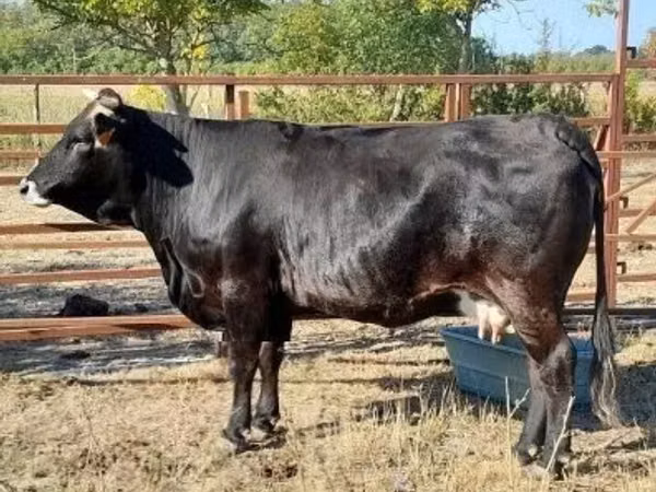 गाय, भूरी कार्पातियन नस्ल