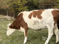 Cow, Simmental cattle — photo 3