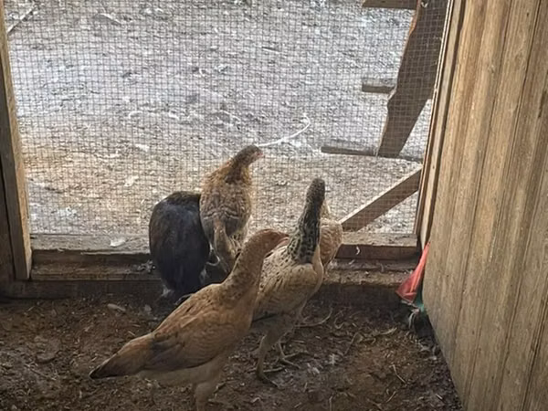 Chickens — Asarbajan