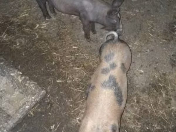 Babi betina, Pigs