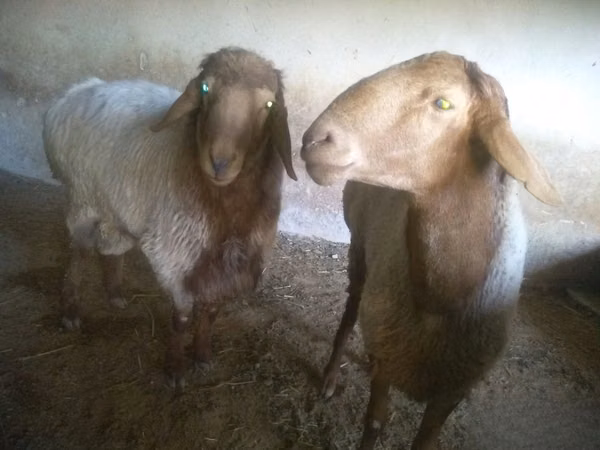 Ram, Sheep