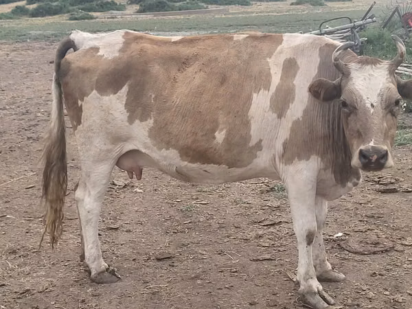 ძროხა, Latvian Blue cattle
