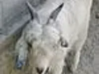 Echki, Alpine goat — 4-rasm