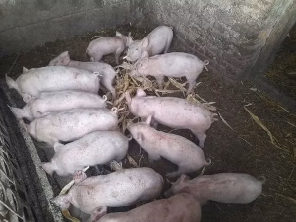 Svinje (partija, pol nije naveden), Свиње